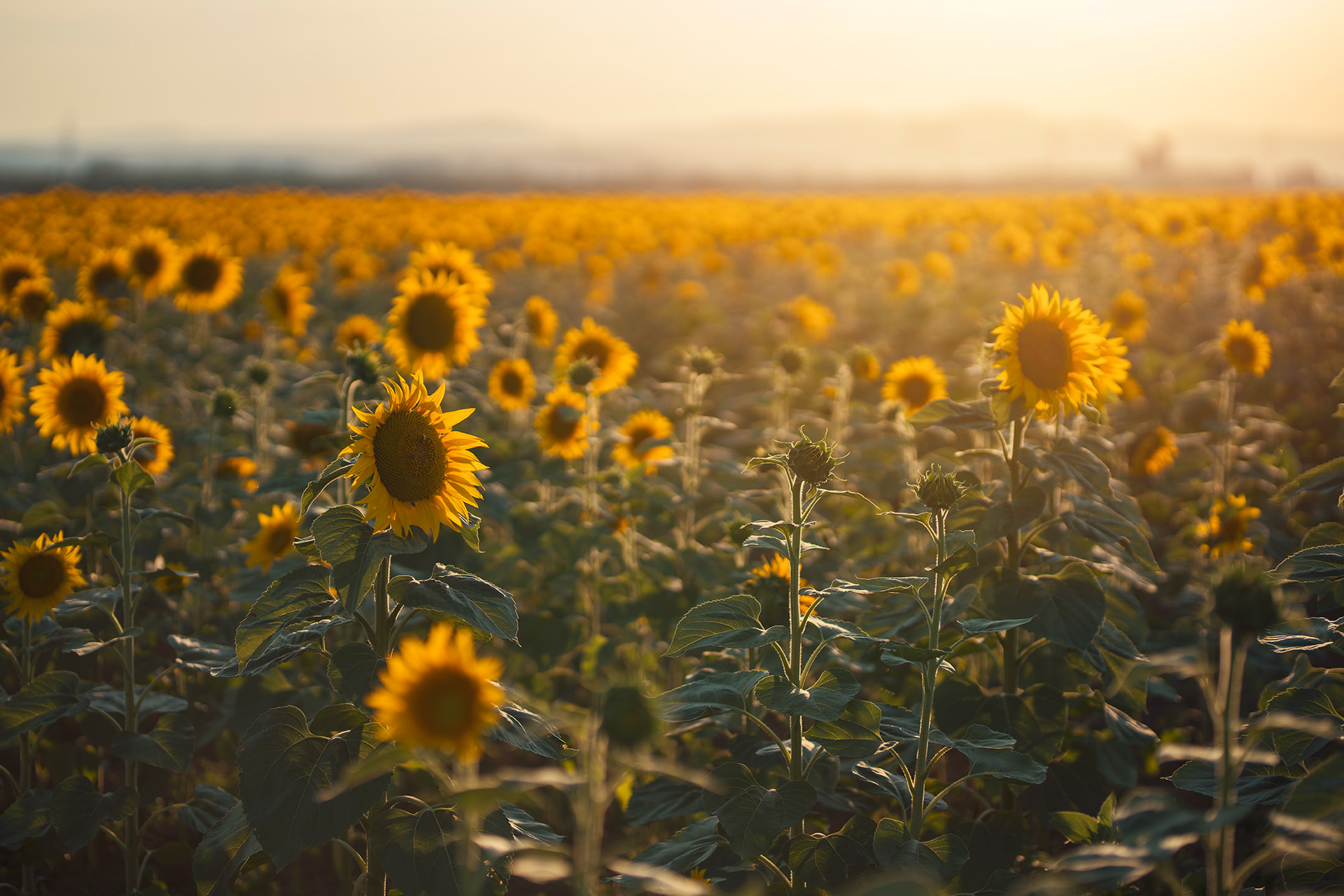 Ein Sonnenblumenfeld in untergehender Sonne  Foto: Srdjan Pav via Getty Images