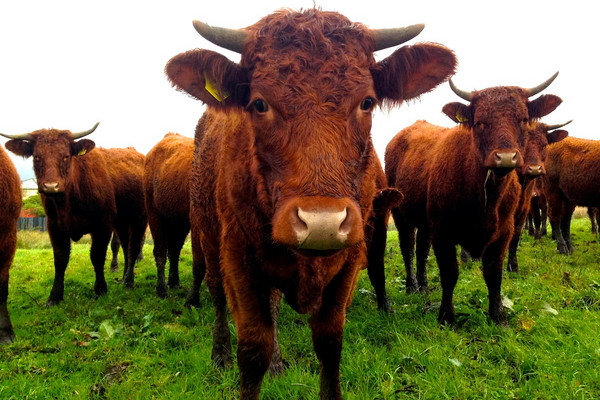  Foto: Grant Brookes/Unsplash