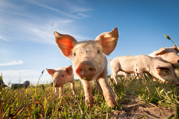 Ferkel auf einer Wiese taxzi via Getty Images